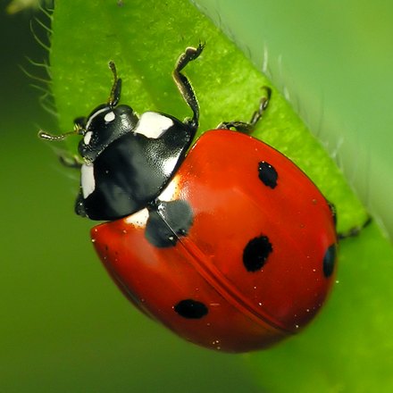 Seven-spot ladybird on a leaf