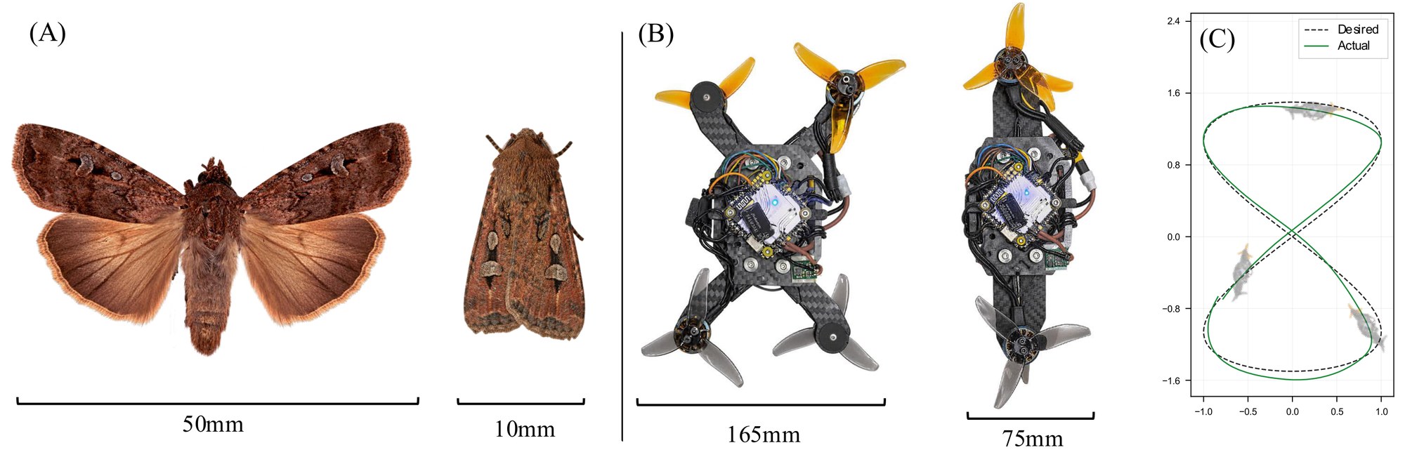 (A) A bogong moth, 50 mm in flight, folded to 10 mm. (B) TinyMorph, 165 mm as an X quadrotor, folded to 75 mm. (C) Figure-8 tracking in the folded configuration.